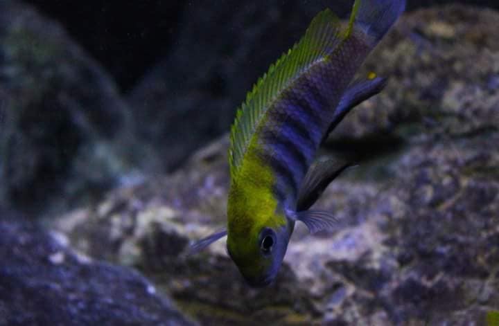 Tropheops sp. 'macrophthalmus chitimba blue' Chitimba Bay Deep